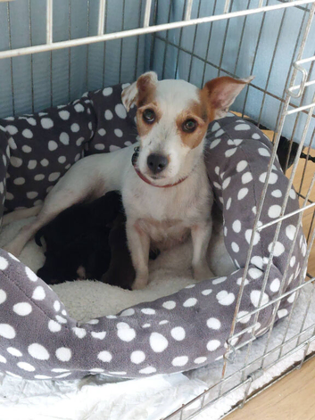 Beautiful Jack Russell Pups for sale.
