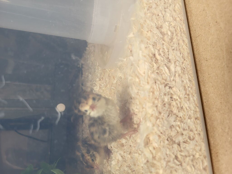2 x coturnix quail unsexed