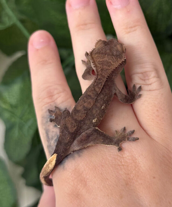 Various baby and adult crested geckos