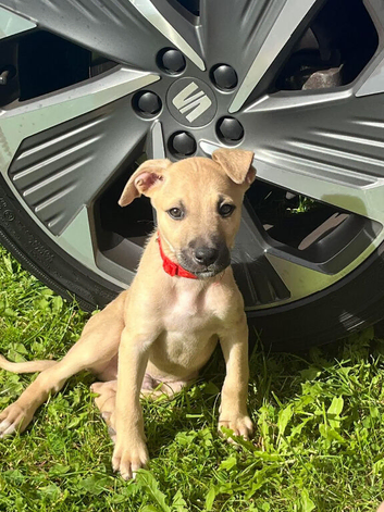 3-4 month old Bedlington x whippet