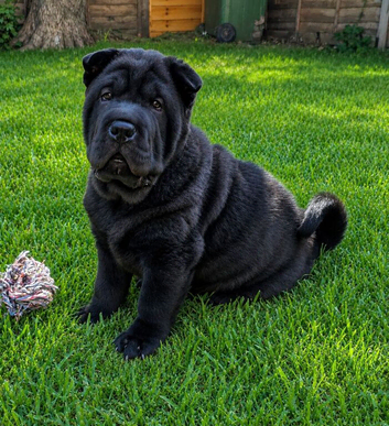 Chowpei Pups