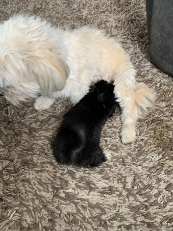 Adorable girl Lhasa Apso puppy