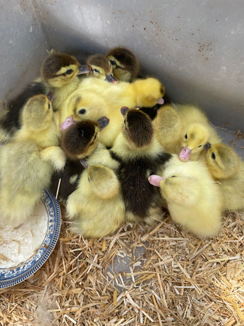 Baby ducklings for sale