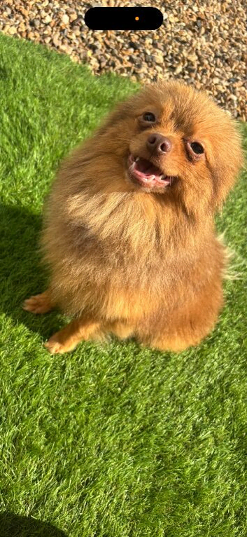 Sable Orange Male STUD