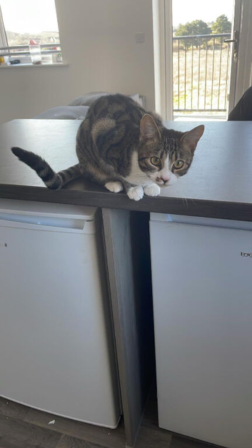 Bengal mix for sale