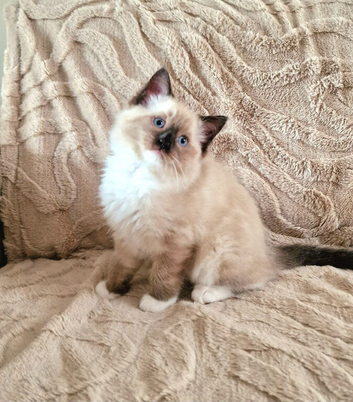 5 beautiful fully vaccinated  ragdoll kittens/Only 2 left /Big Offer