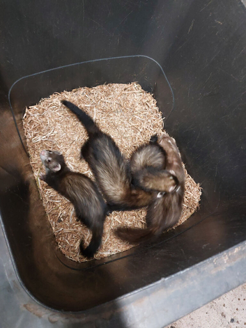 Ferret kits for sale