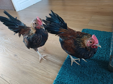 Two serema roosters