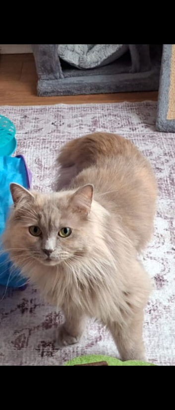 Nutered/polydactyl