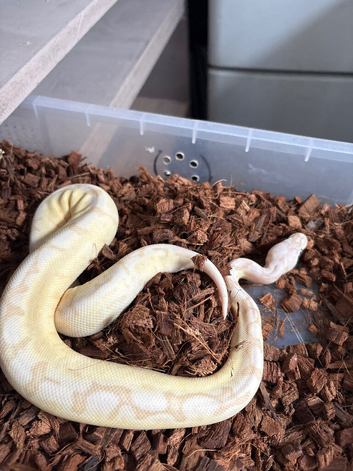 Royal python