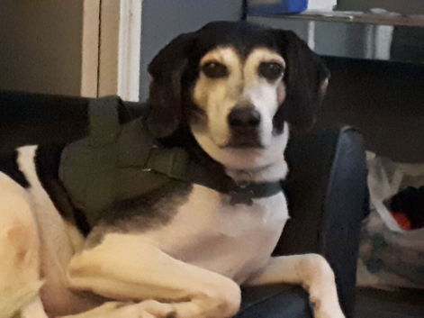 Trail hound 8year old