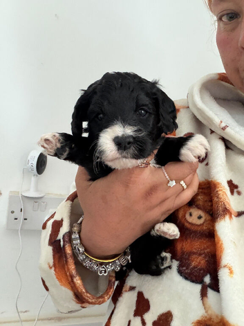 4 gorgeous cockapoo pups available in 10days