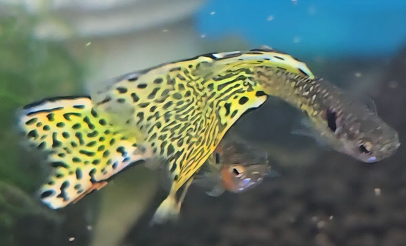 50+ yellow cobra guppies available