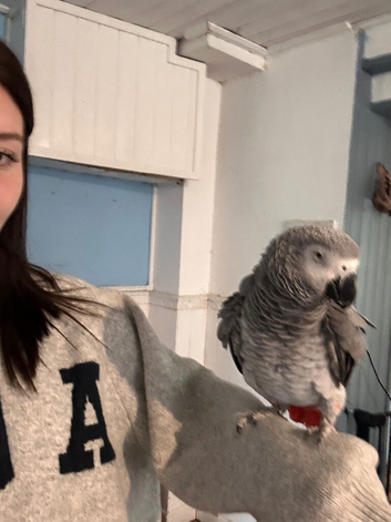 22 year old African grey ziggy