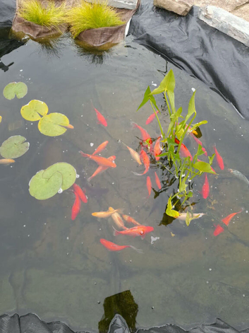 Pond goldfish