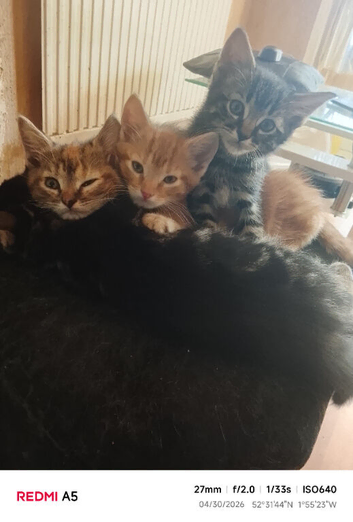 Kittens
