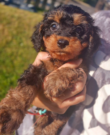 Pedigree Cavapoo