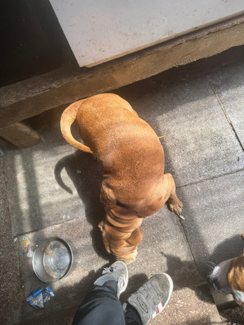 Need to rehome asap