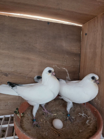 Budapest Pigeons for sale