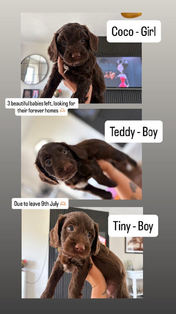 3 beautiful puppies for sale