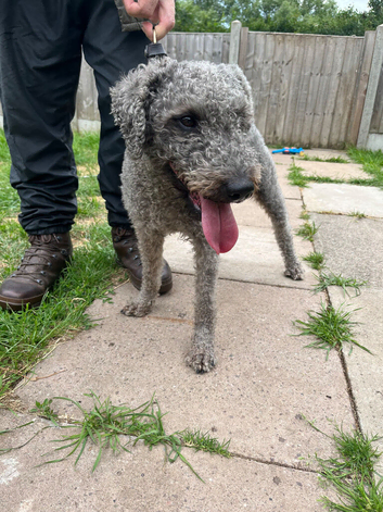 Bedlington terrier