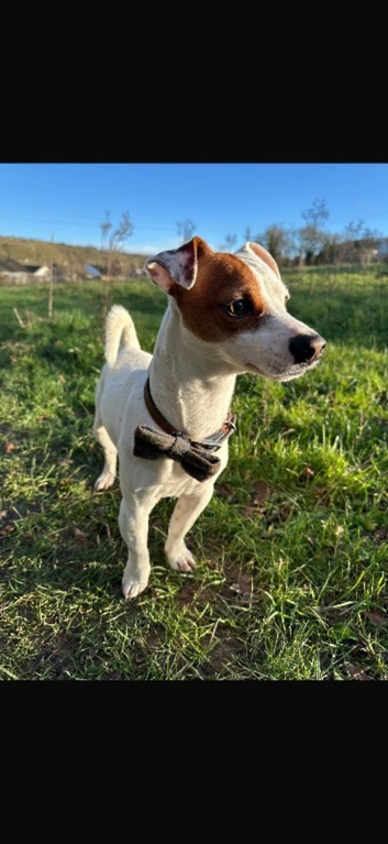 Jack Russel for stud