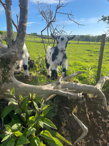 female pygmy goats