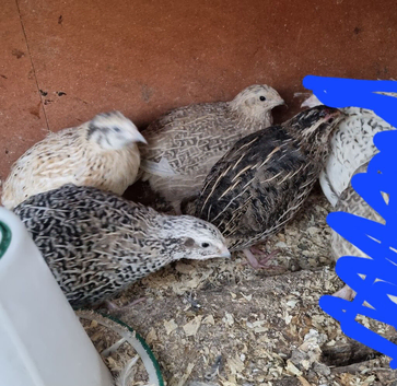 POL 4x Corturnix Quail Hens