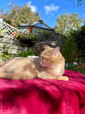 Vaccinated Golden Female Kitten