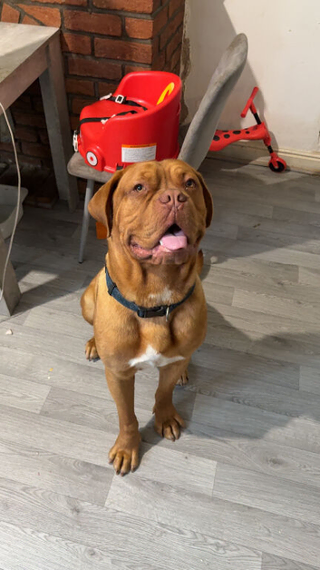 2.5 year old male dogue da Bordeaux