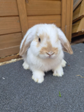 Mini lop