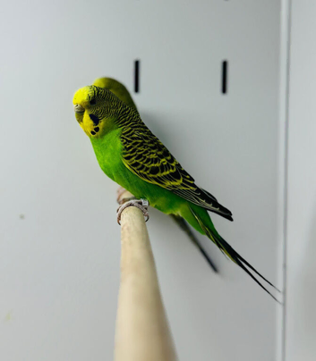 Budgies