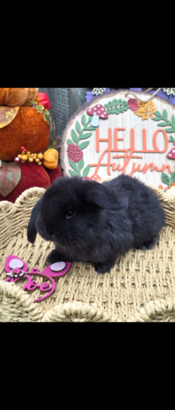2 black French Lop Babies for reserve