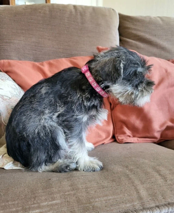 Home Raised Schnauzer Dog