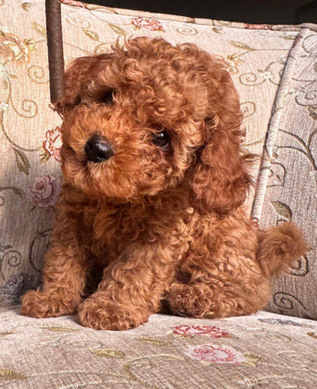 Beautiful Toy Poodle Boys Looking for Their Forever Homes Leeds