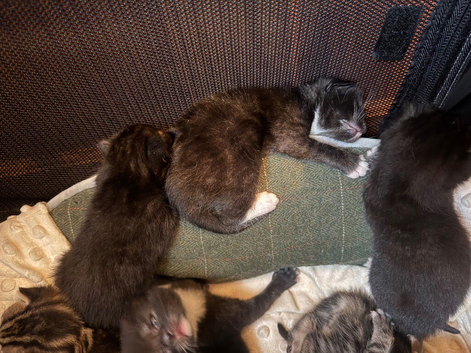 Kittens for sale available October 31st