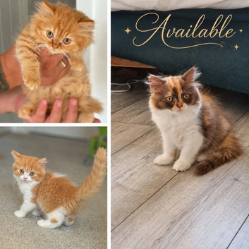 Pedigree British Longhair kittens TICA registered
