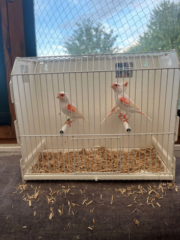This years canary's to go