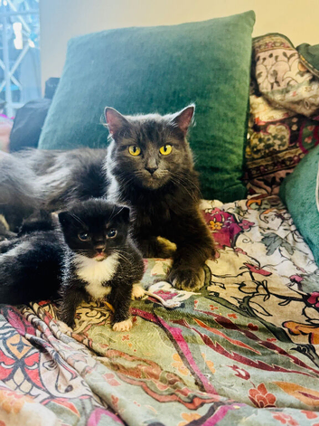 2 Maine coon x Tuexdo 04.04.26