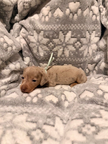 Stunning Miniature Dachshund Puppies KC Registere