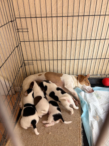 Pure Breed Jack Russell Pups