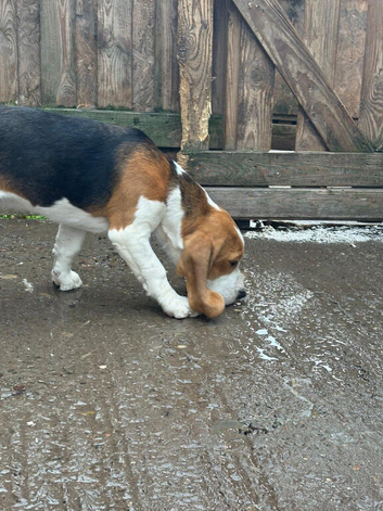 Quality beagle