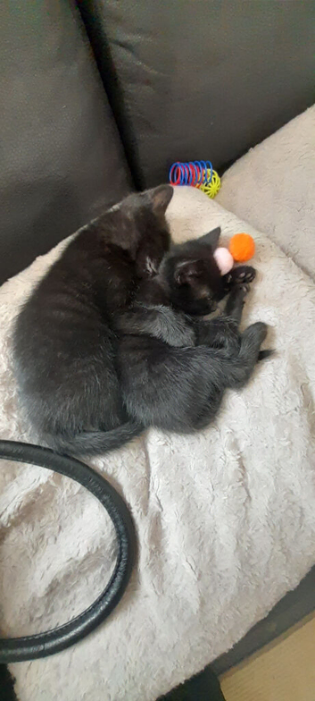 poppys kittens