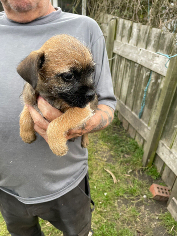 Boarder Terriers