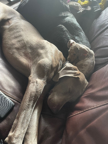 Sadly have to rehome