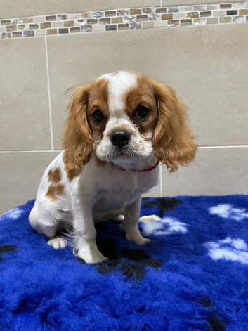 Cavalier King Charles puppies