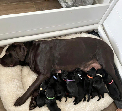 Gorgeous Black Labrador Puppies ~ KC REGISTERED