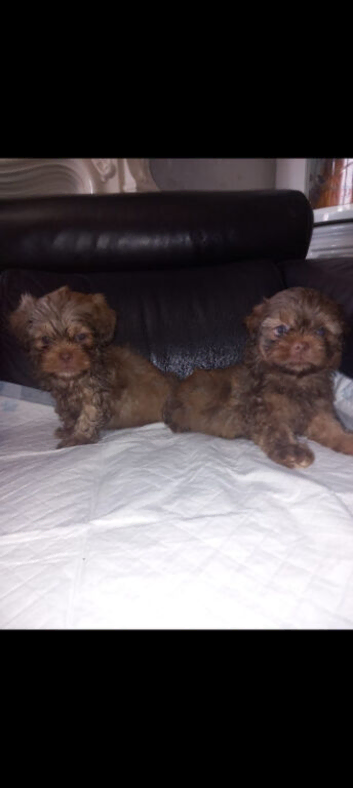 Imperial shih tzu puppies
