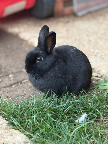 1 Male Netherland Dwarf Bunny for sale