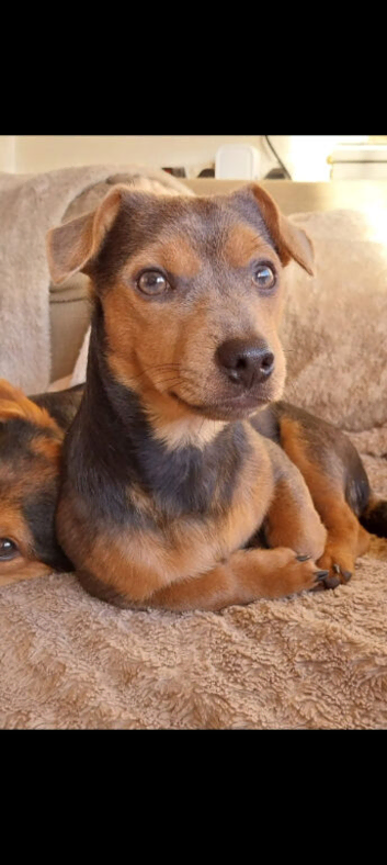 Wenlock.jack russel